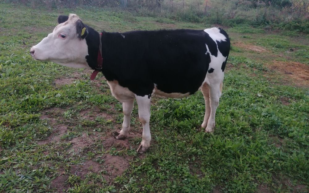 Vițea Bălțată cu Holstein (1 an, ~200 kg) – crescută natural