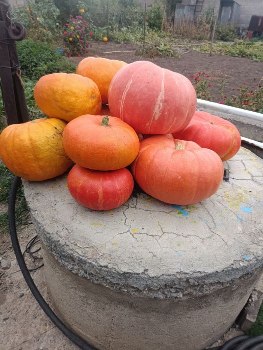Продам тыква домашняя .