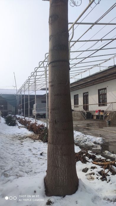 Pavloniya daraxti mebel uchun 5 yillik