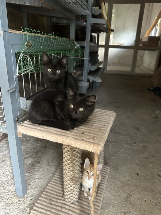 Котята от мышеловки