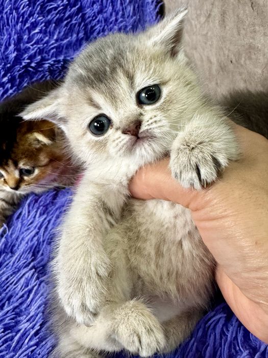 шиншилла золото серебро