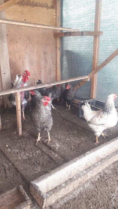 Домашние куры молодые