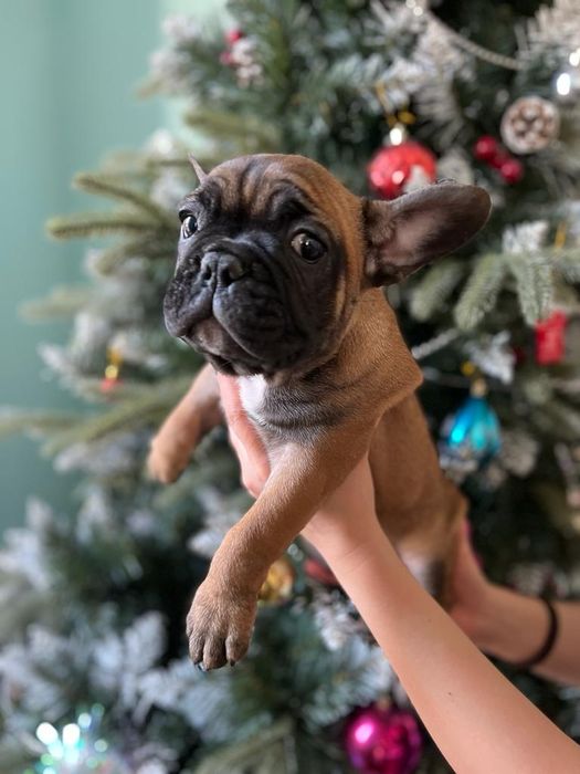 Французский бульдог