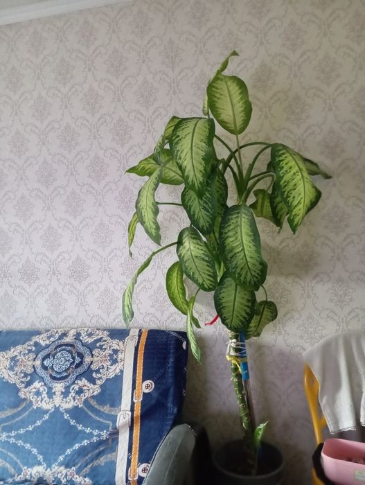 Комнатны цветок на продажу