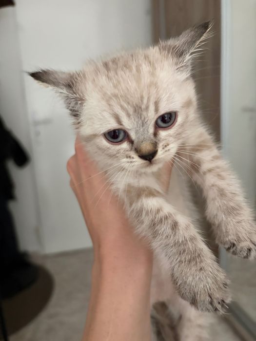 Рагдол женско коте