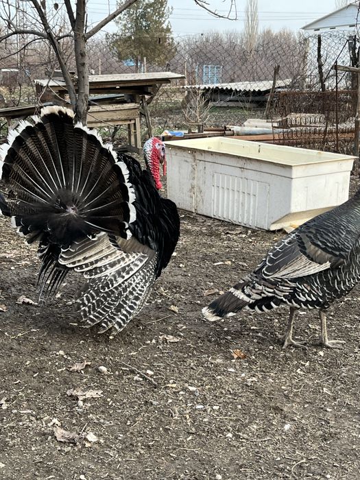 Продаются индюшки