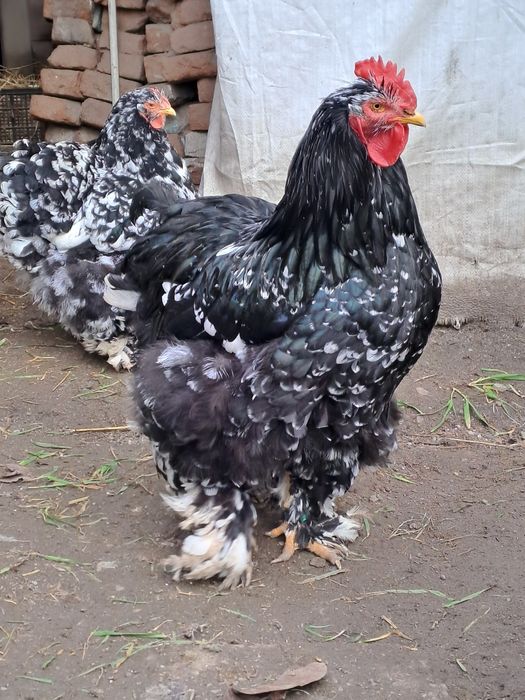 Vand cocoș cochinchina bobat 2025