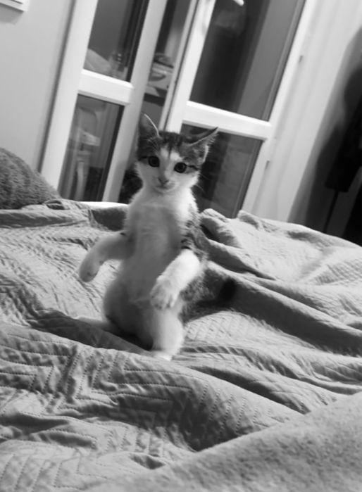 Котенок бесплатно