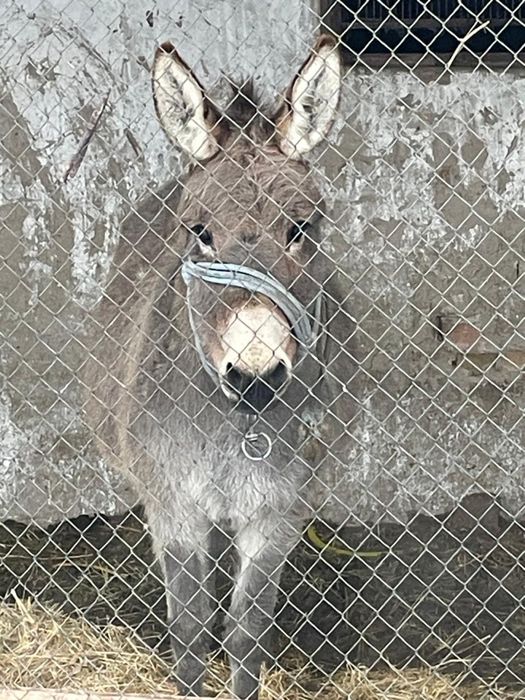 Продам осел ишак