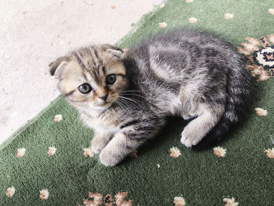 котята вислоухие