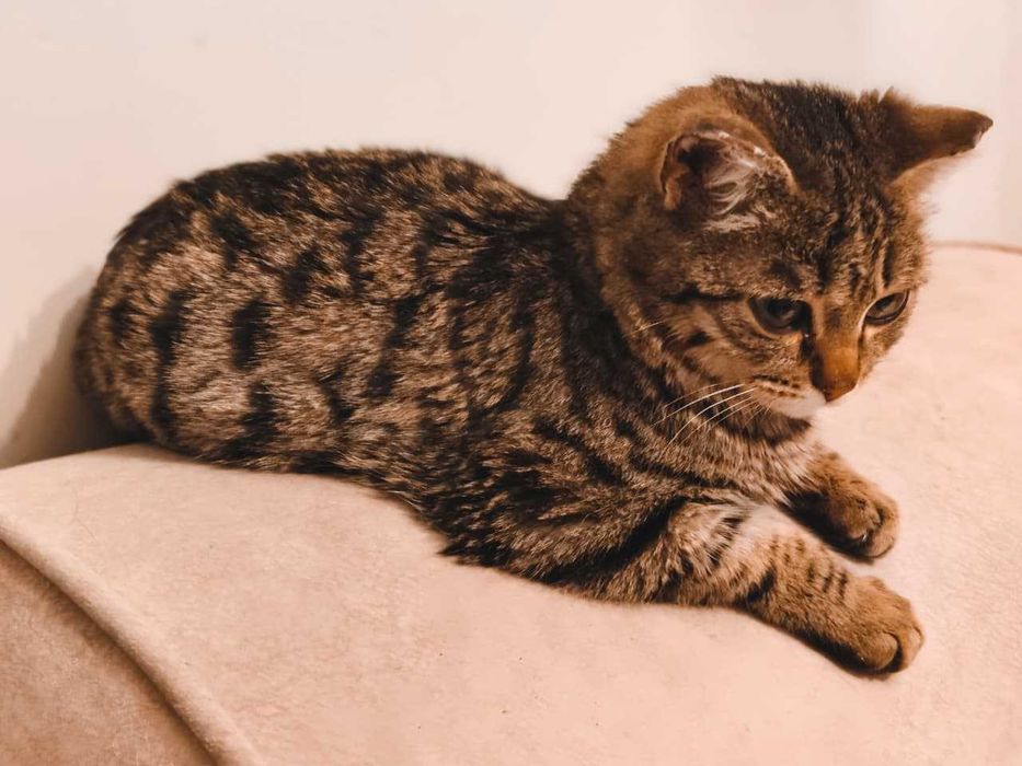 Отдам котика в добрые руки