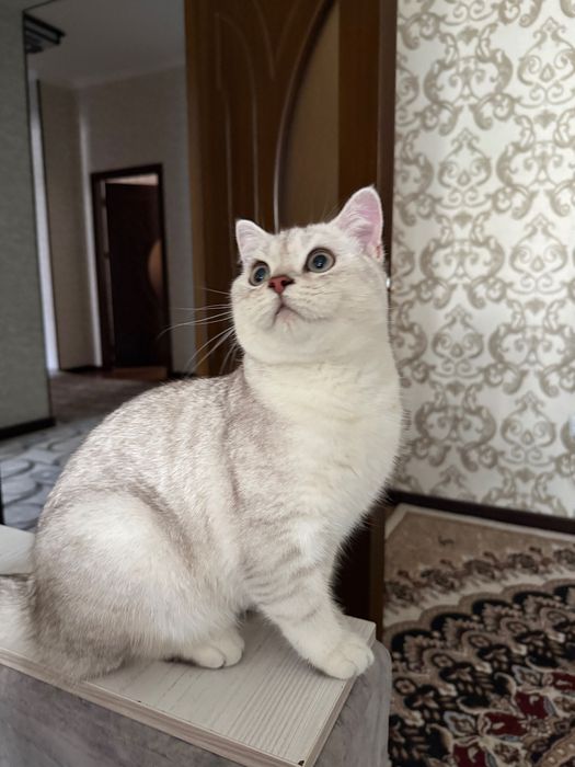 Продается чистокровный британский кот (британская шиншилла)