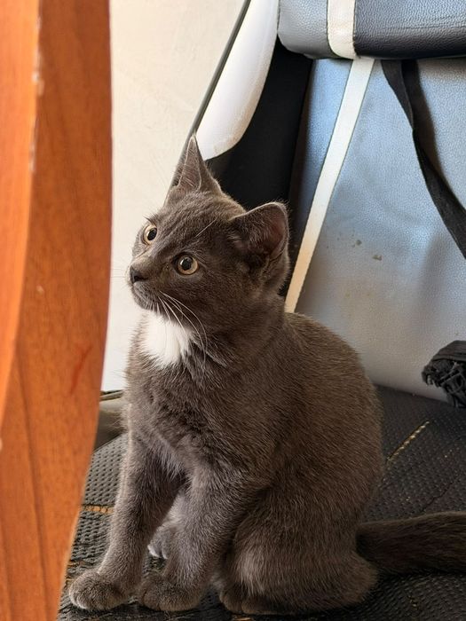 Котёнок бесплатно