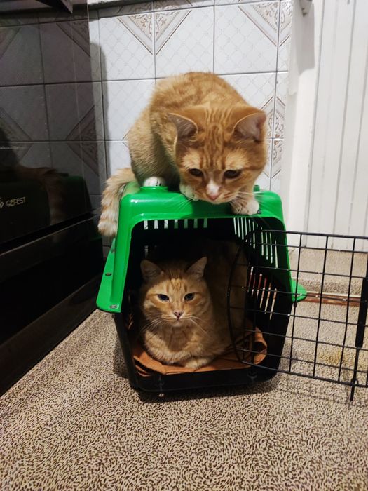 Переноска  для кошки ,ручка сломалась.