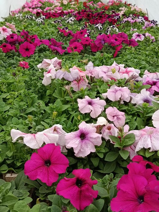 Петуния домашняя