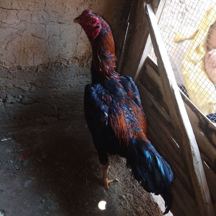 Dakan xoʻroz sotiladi