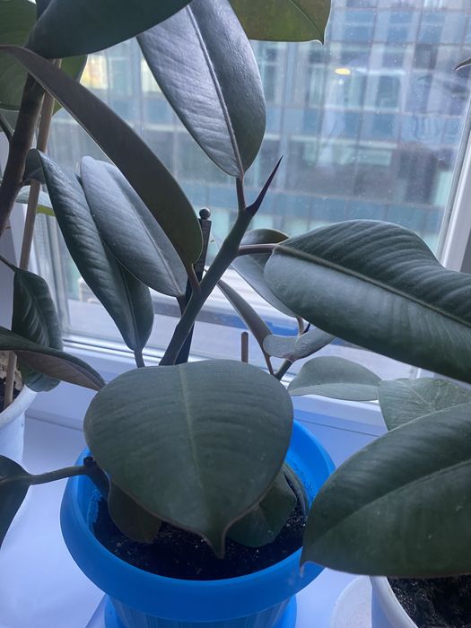 Комнатные цветы