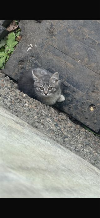 Отдам котенка девочку 3 месяца