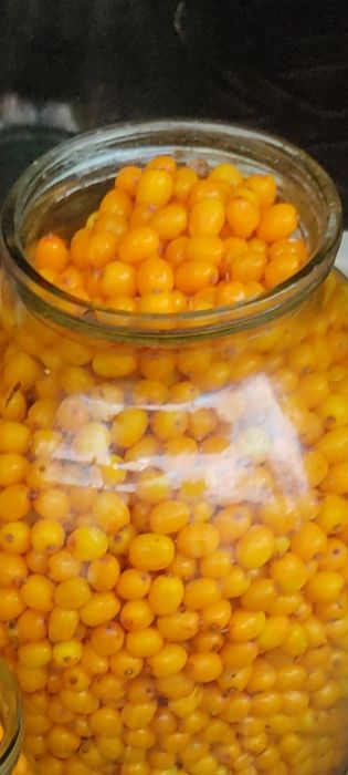 Продам  крупную облепиху