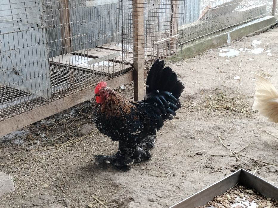 Cocoșei mii de flori