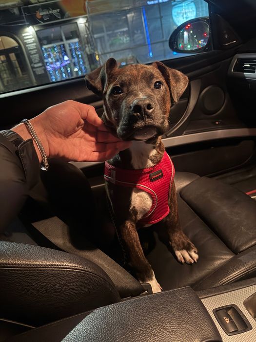 Продавам Американско були