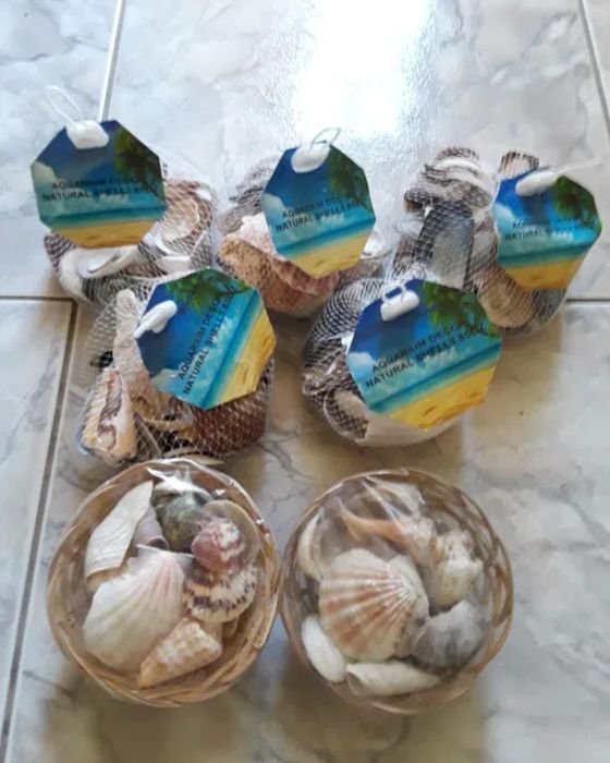 Corali,stele,arici de mare,scoici,etc