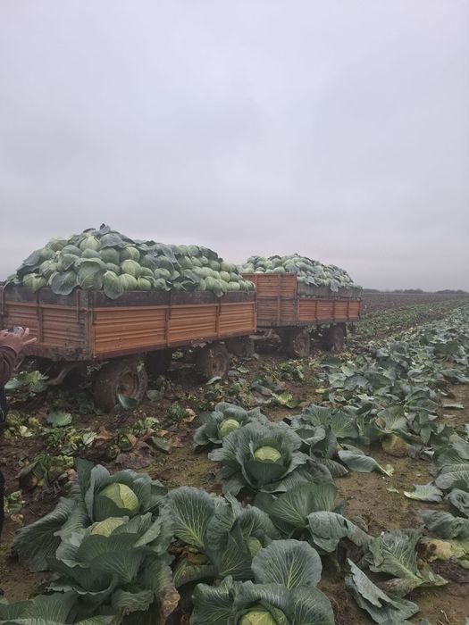 Vând varză de păstrare 
Cantitate 20 t 
Negociabil