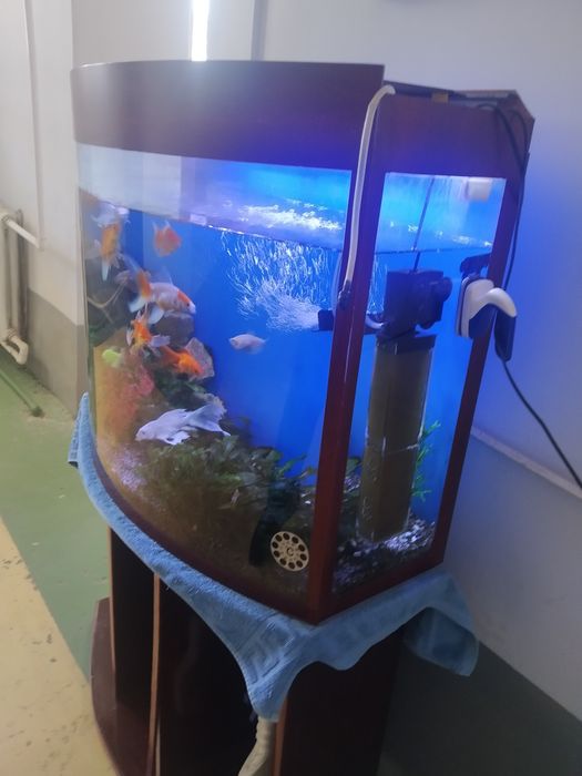 Аквариум сотилади баликлари билан