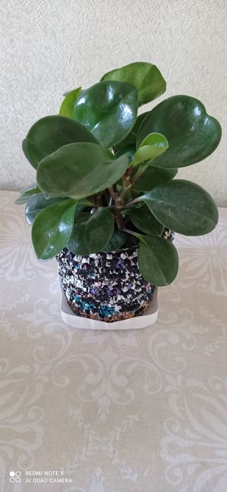 Комнатные декоративные растения.