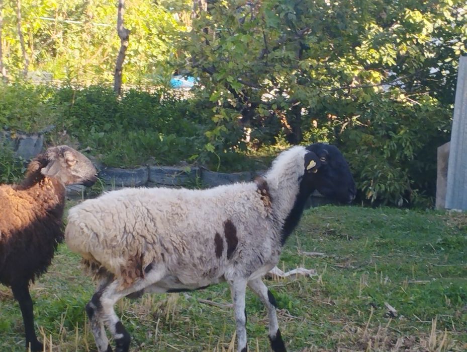 Бараны мереносцы