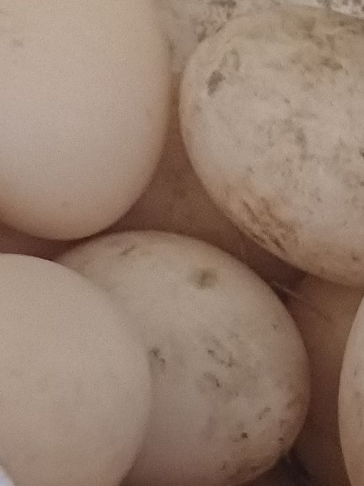 Oua de rată mută pentru incubator