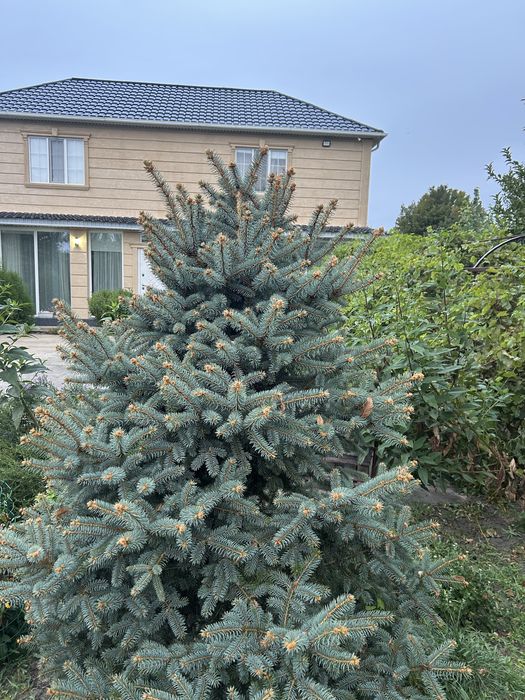 Продаем дом в экологический чистом районе.