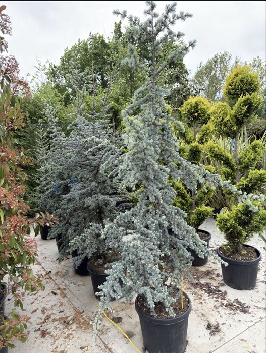 Plante ornamentale