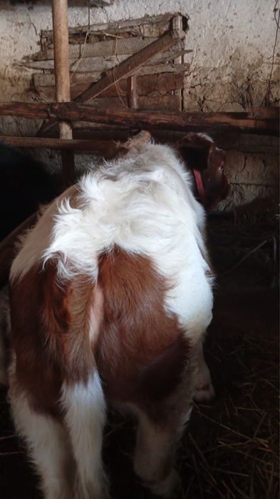 Vitica alb cu rosu baltata romaneasca