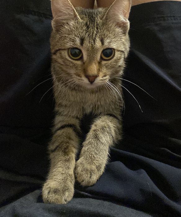 Кошка в дубрые руки
