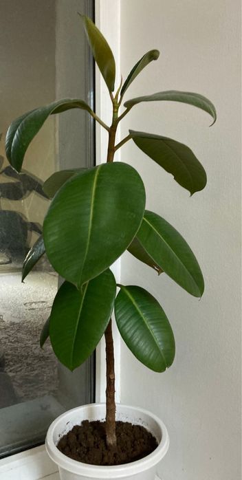 Продам фикус