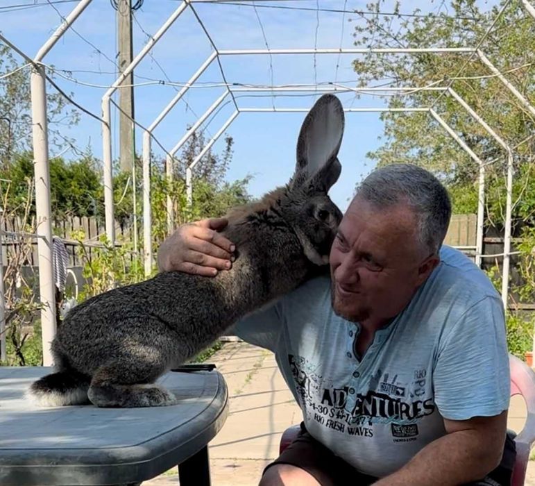 Iepuri de rasă mare