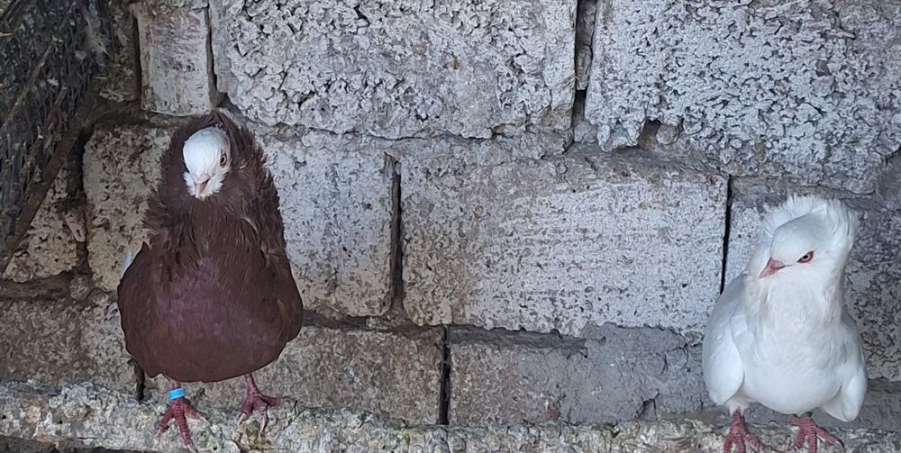 Vând o găină de cochinchina pitic și porumbeii