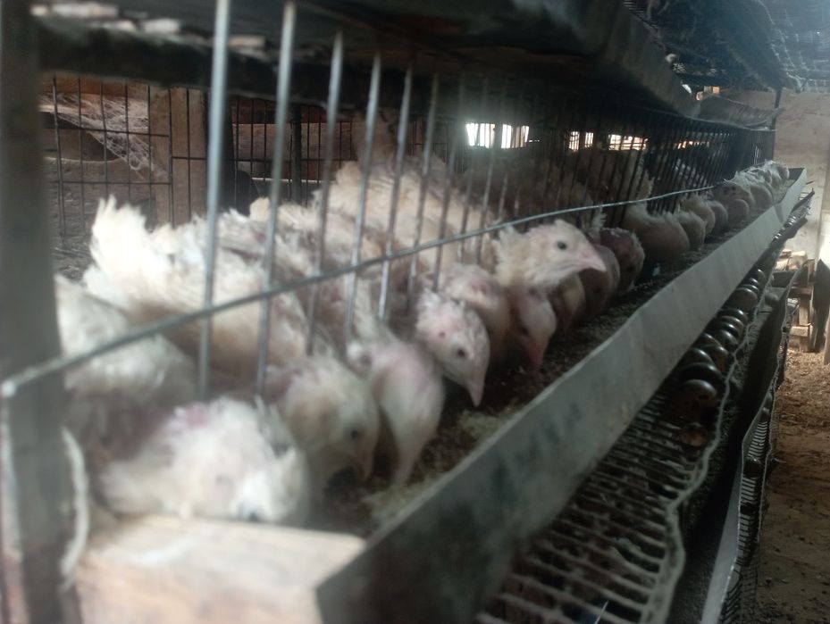 Bedanalar tuxumlayabdu