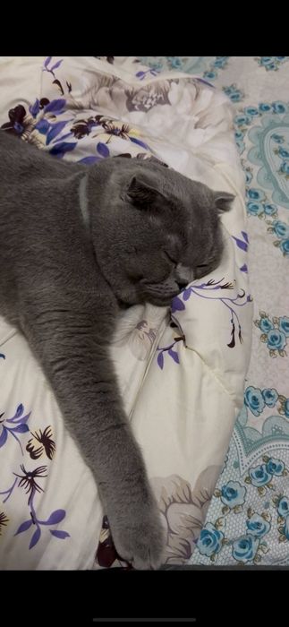 Мушук сотилади Скотш фулд