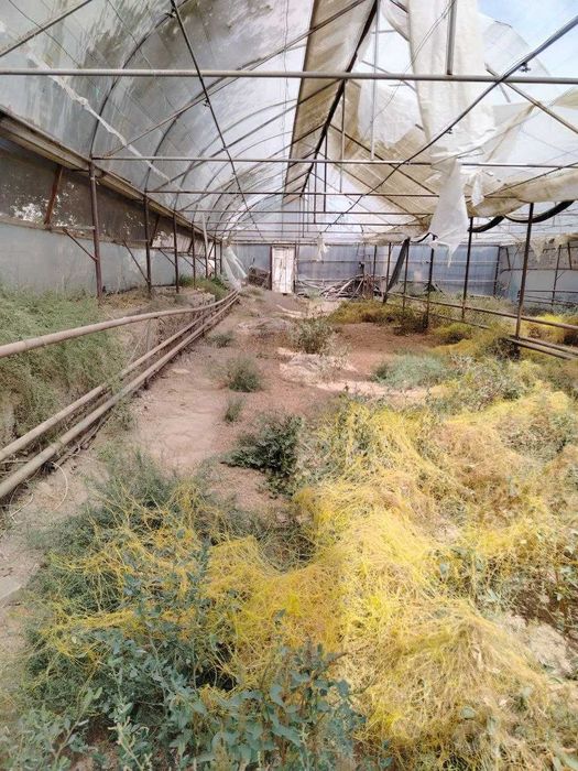 Иссикхона, теплица, парник
