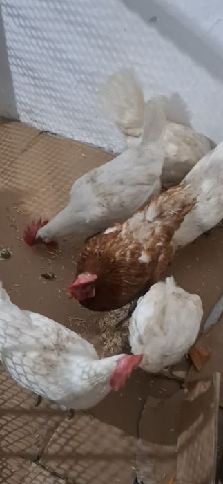 Кролики қоян тауық куры