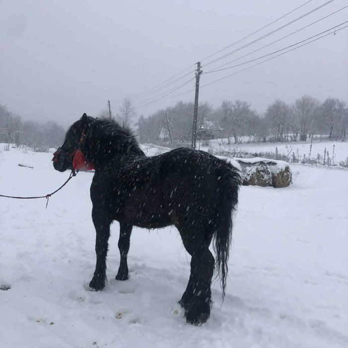 vând mânză de 3ani