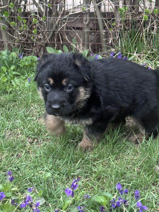щенки немецкой овчарки