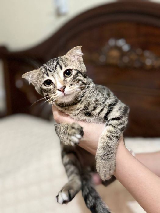 Красивая , умная  кошка