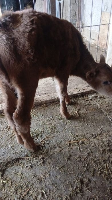 1 апта 1айлык үрғашы бұзаулар сатылады