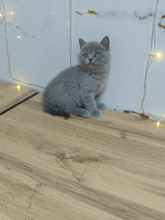 Котята Шиншилла и Классика