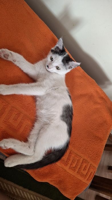 Котёнка отдам $$