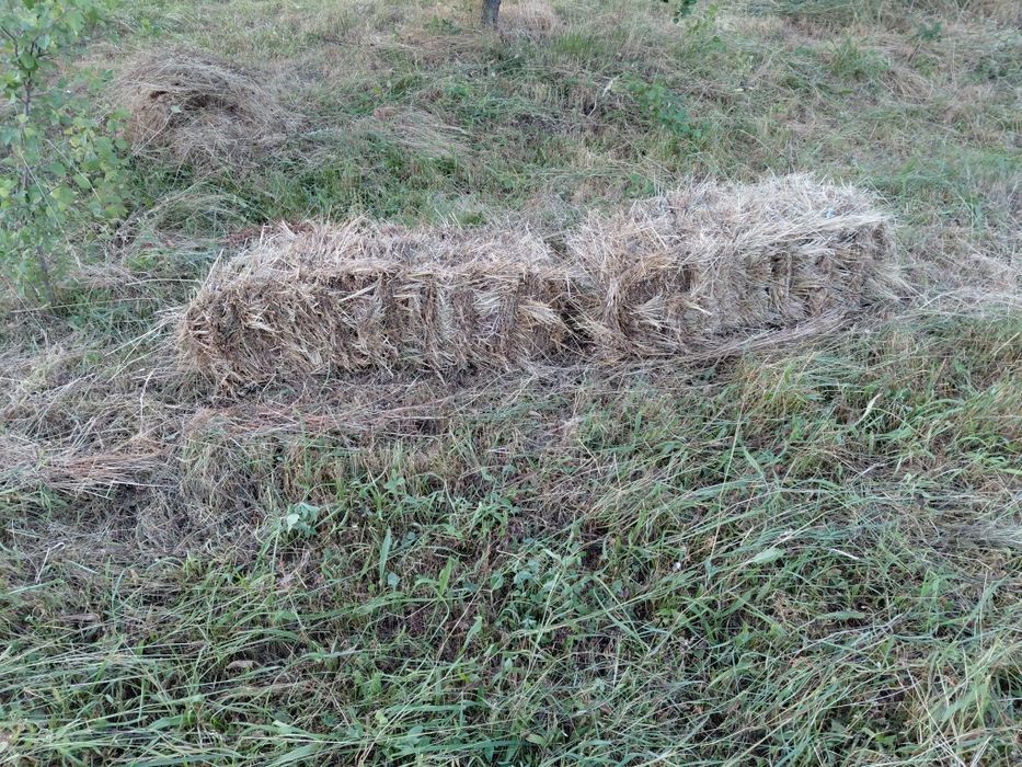 Baloți  ( iarba cu trifoi)