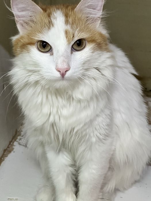 Котик Ажур ждет хозяина